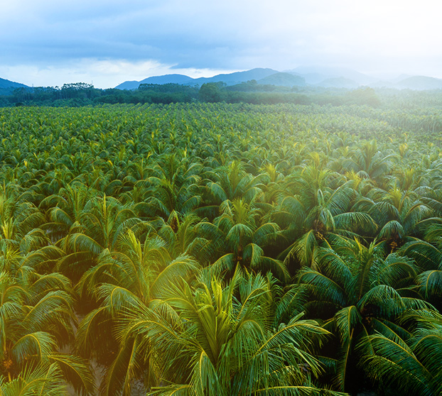 Buy Best Top Quality King Coconut Water Online